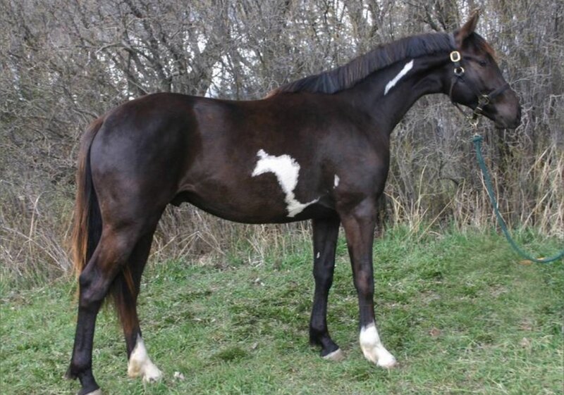 Cal de vanzare rasa hanoverian