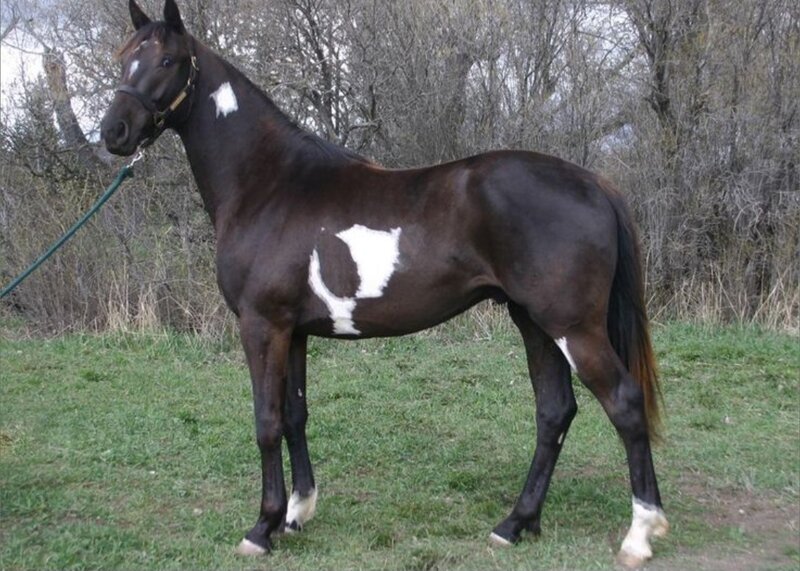 Cal de vanzare rasa hanoverian