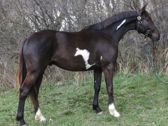 Cal de vanzare rasa hanoverian