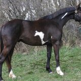 Cal de vanzare rasa hanoverian