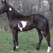 Cal de vanzare rasa hanoverian